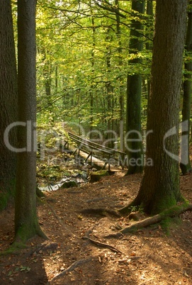 Brücke im Wald