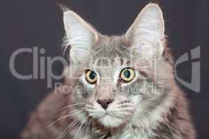 beautiful striped maine coon cat on a black background