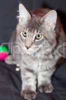 beautiful striped maine coon cat on a black background