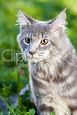 beautiful striped maine coon cat in nature