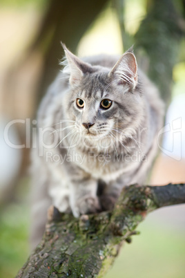 beautiful striped maine coon cat in nature