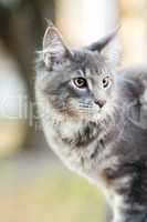 beautiful striped maine coon cat in nature