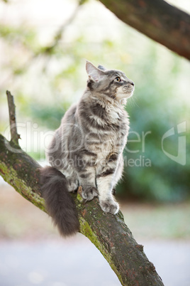 beautiful striped maine coon cat in nature