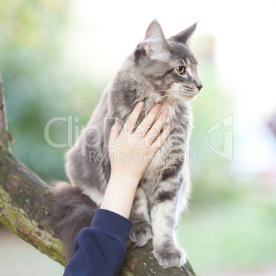 beautiful striped maine coon cat in nature and hands of people