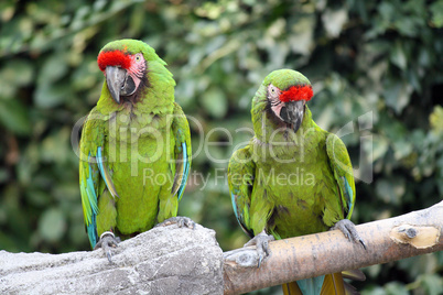 Military Macaws (Ara Militaris)