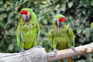 Military Macaws (Ara Militaris)