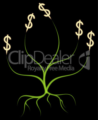 Money Tree.