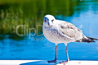 Seagull