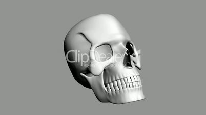 Rotation of 3D Skull.bone,death,skeleton,illustration,design,dead,