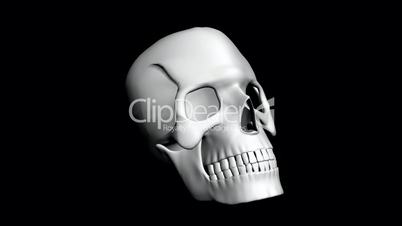 Rotation of 3D Skull.bone,death,skeleton,illustration,design,dead,