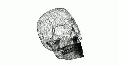 Rotation of 3D Skull.bone,death,skeleton,illustration,design,dead,Grid,mesh,sketch,structure,