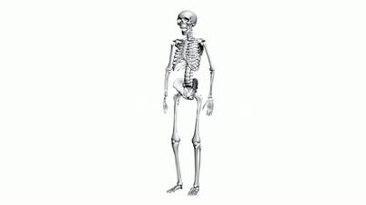 Rotation of 3D skeleton.anatomy,human,medical,body,skull,biology,medicine,science,bone,