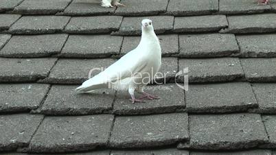 pigeon