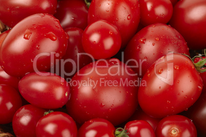 Rote Tomaten mit Wassertropfen als Nahaufnahme - Red tomatoes with water drops as a close-up