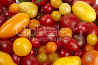 Viele frische verschiedene Bio Tomaten mit Wassertropfen - Many different fresh organic tomatoes with water drops