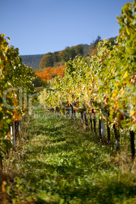 Weinberge bei Maikammer