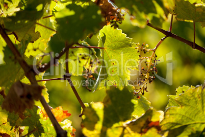 Weinberge bei Maikammer