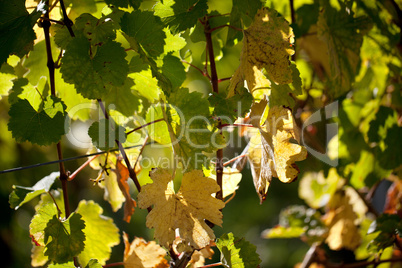 Weinberge bei Maikammer