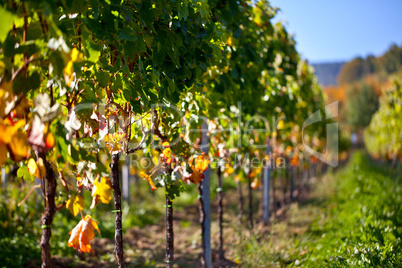 Weinberge bei Maikammer