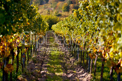 Weinberge bei Maikammer