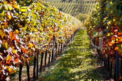 Weinberge bei Maikammer