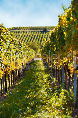 Weinberge bei Maikammer