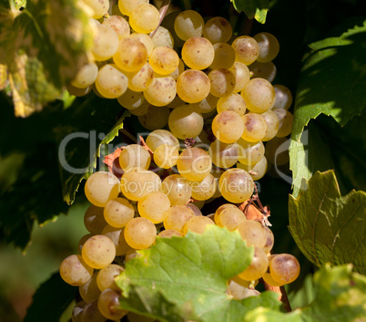 Weintrauben im Weinberg