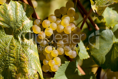 Weinberge bei Maikammer