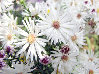 chrysanthemum,