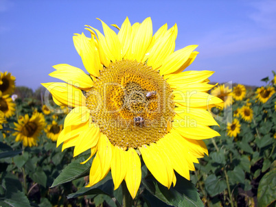 sunflowers