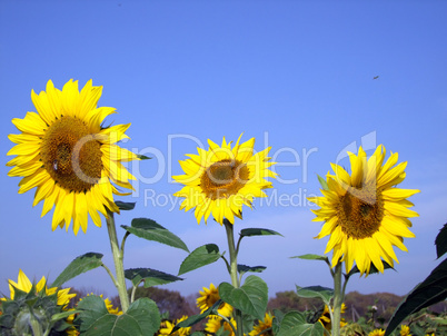 sunflowers