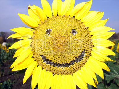 sunflowers