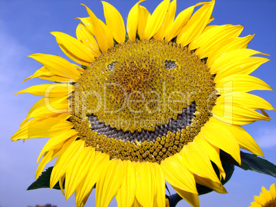 sunflowers