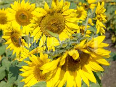 sunflowers