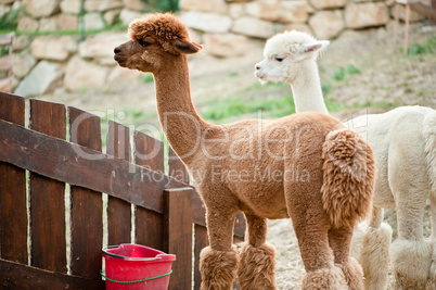 Two Alpacas