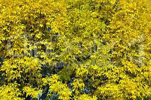 background of yellow autumn leaves