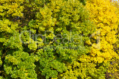 background of yellow autumn leaves