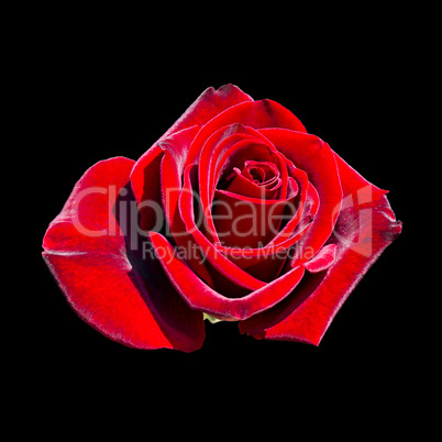 blooming red rose bud
