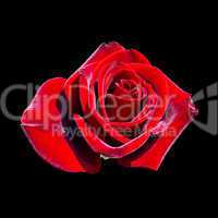 blooming red rose bud