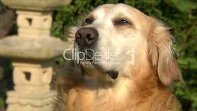 golden retriever dog drool saliva watering mouth