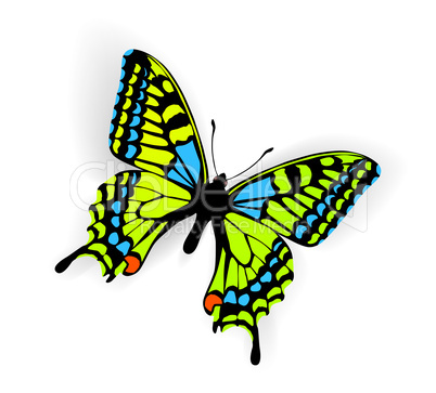 Butterfly Vector Illustration