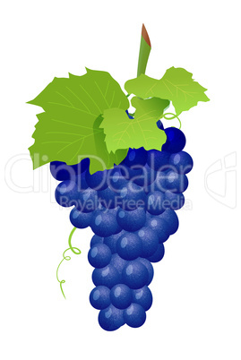Grape cluster isolated on white