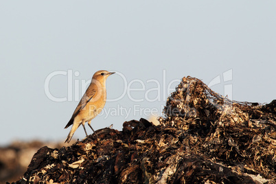 Steinschmätzer (Oenanthe oenanthe); Northern Wheatear (Oenanthe oenanthe)