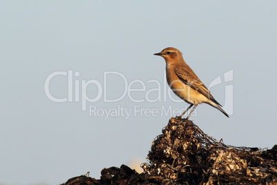 Steinschmätzer (Oenanthe oenanthe); Northern Wheatear (Oenanthe oenanthe)