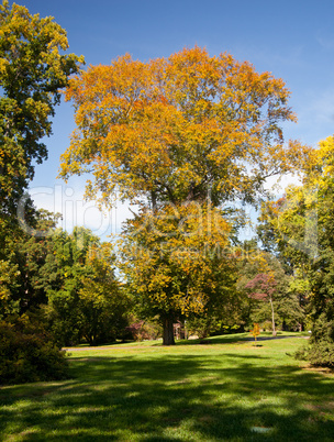 Large fall tree in lawn