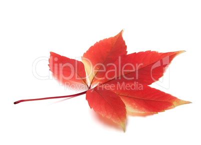 Autumn virginia creeper leaves