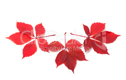 Three red autumn virginia creeper leaves