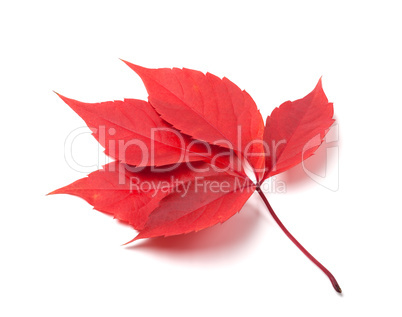 Red autumn virginia creeper leaves isolated on white background