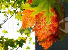 Autumn grape leaf