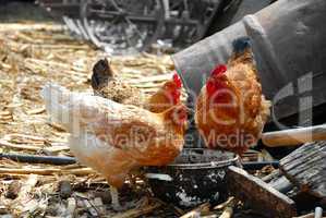 Hens in rustic farm yard